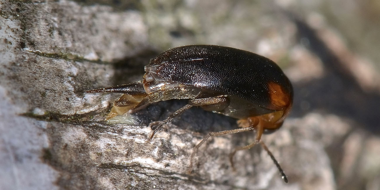 Mordellidae: Mordellistena humeralis? No, M. variegata